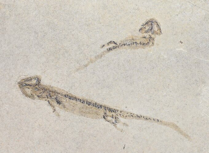 Permian Branchiosaur (Amphibian) Pair - Germany #50722